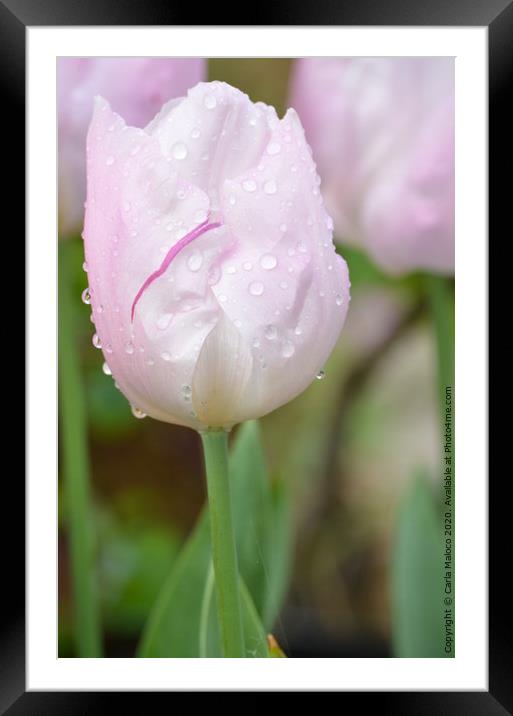 Spring Shower Framed Mounted Print by Carla Maloco