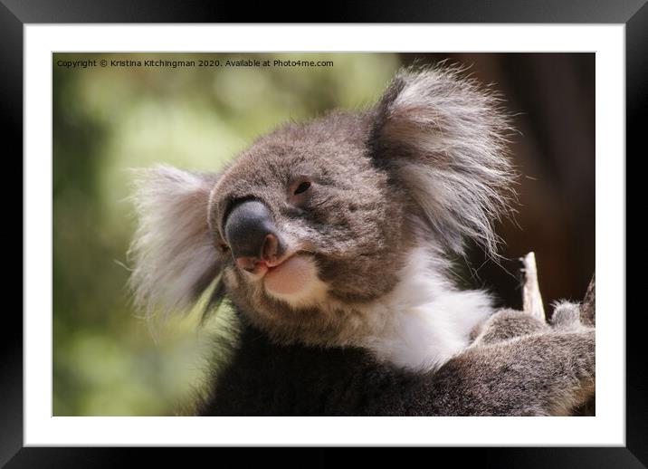 A close up of a koala Framed Mounted Print by Kristina Kitchingman