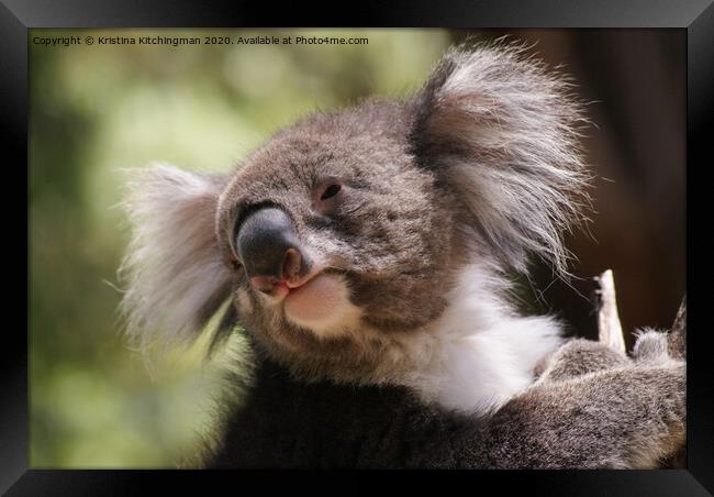 A close up of a koala Framed Print by Kristina Kitchingman