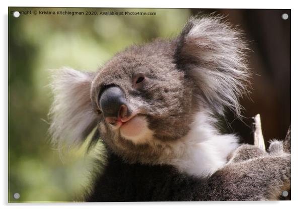 A close up of a koala Acrylic by Kristina Kitchingman