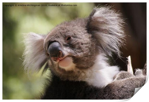 A close up of a koala Print by Kristina Kitchingman