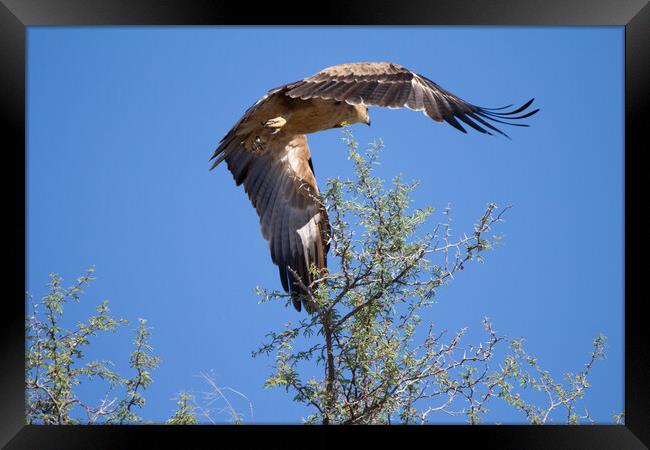 the Take off Framed Print by Catja Schonlau