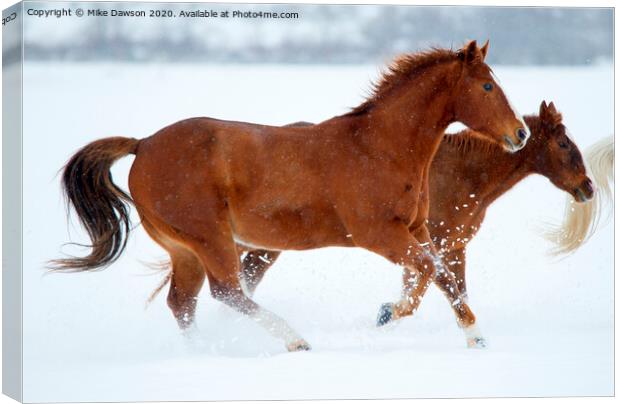 Winter Trot Canvas Print by Mike Dawson