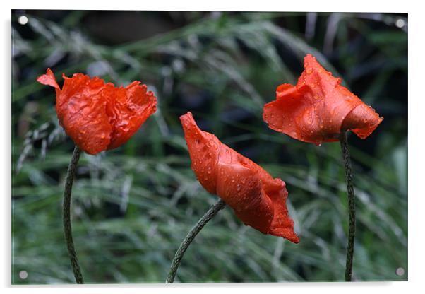 Poppies with Real Raindrops! Acrylic by Dawn O'Connor