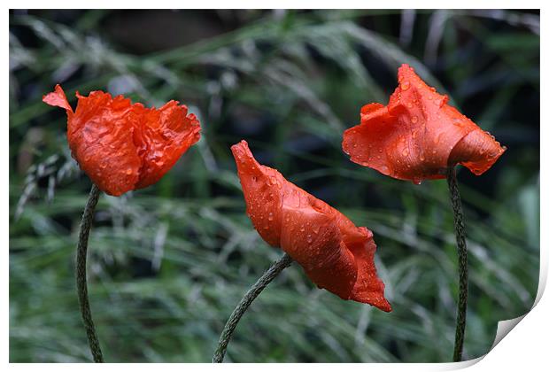 Poppies with Real Raindrops! Print by Dawn O'Connor