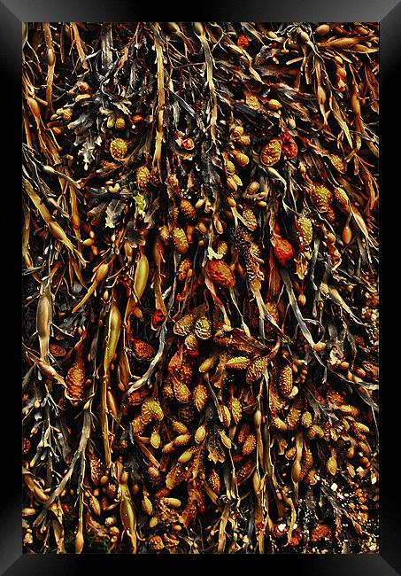 Seaweed Framed Print by Simon Gladwin