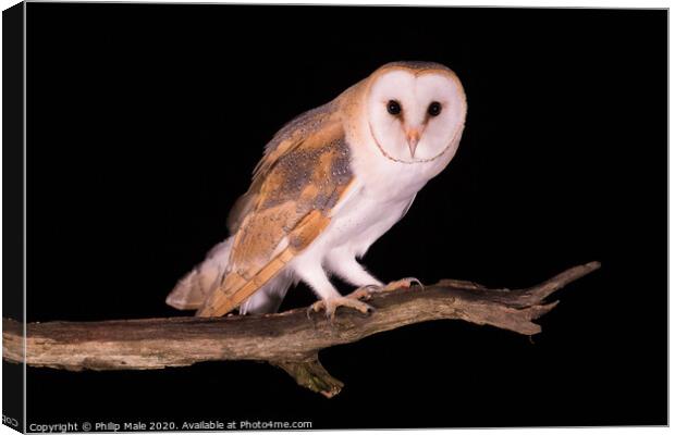 Barn Owl at night Canvas Print by Philip Male