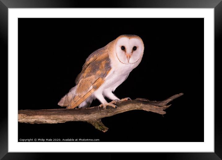 Barn Owl at night Framed Mounted Print by Philip Male
