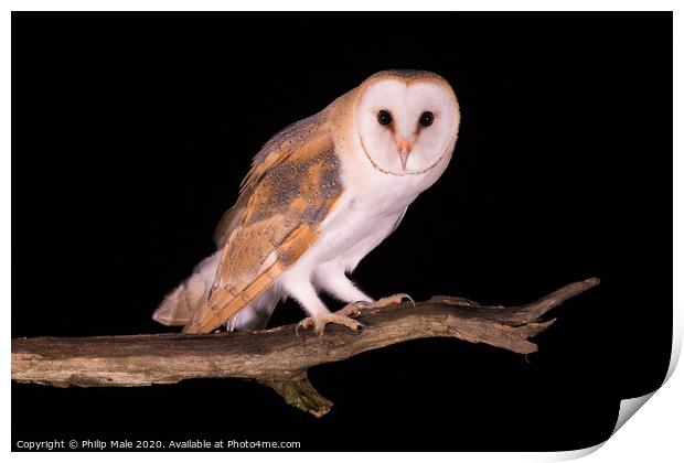 Barn Owl at night Print by Philip Male