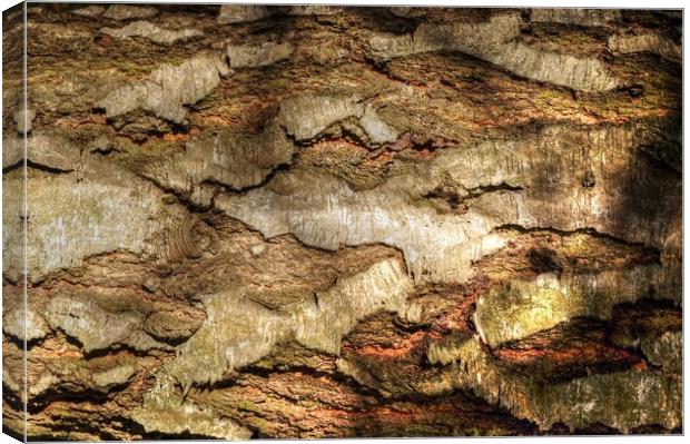 Textures of Tree Bark  Canvas Print by Jon Fixter