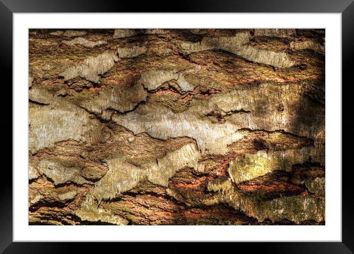 Textures of Tree Bark  Framed Mounted Print by Jon Fixter