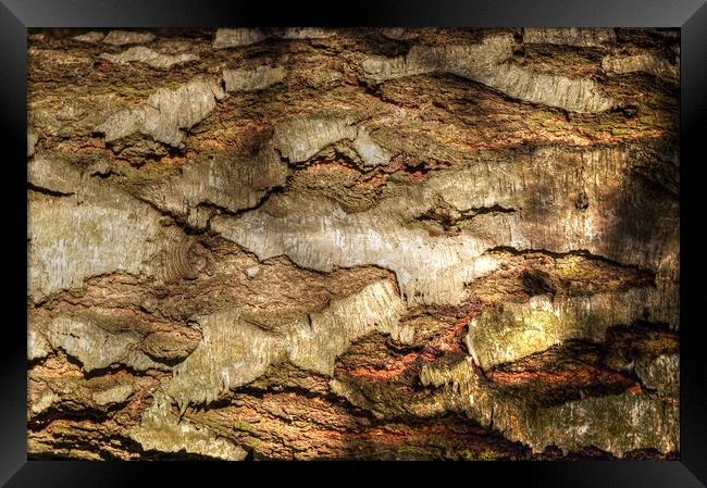 Textures of Tree Bark  Framed Print by Jon Fixter