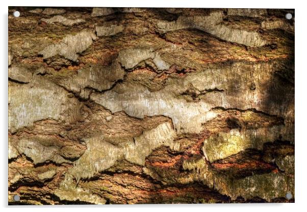 Textures of Tree Bark  Acrylic by Jon Fixter