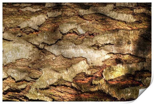 Textures of Tree Bark  Print by Jon Fixter