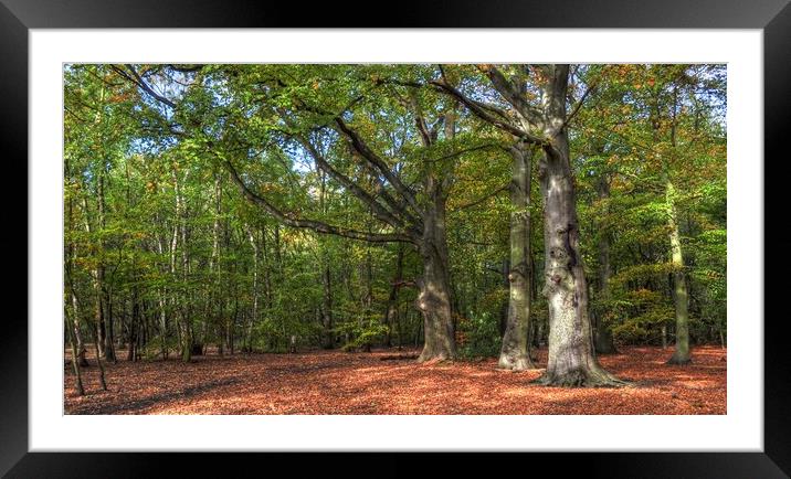 Autumn Morning Light in the wood Framed Mounted Print by Jon Fixter