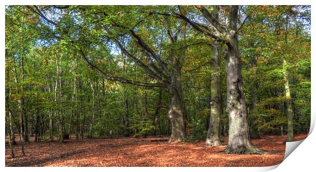 Autumn Morning Light in the wood Print by Jon Fixter