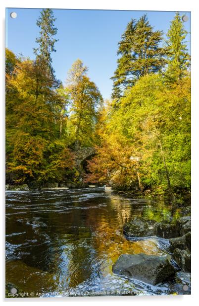 River Braan at the Hermitage autumn colours Acrylic by Angus McComiskey