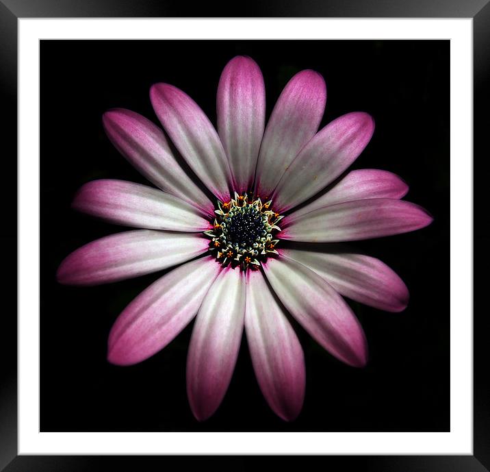 African Daisy Framed Mounted Print by Simon Gladwin