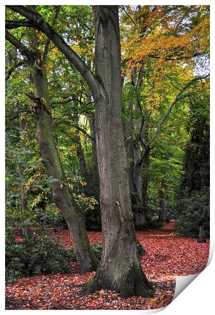 Woodland in Autumn color's  Print by Jon Fixter