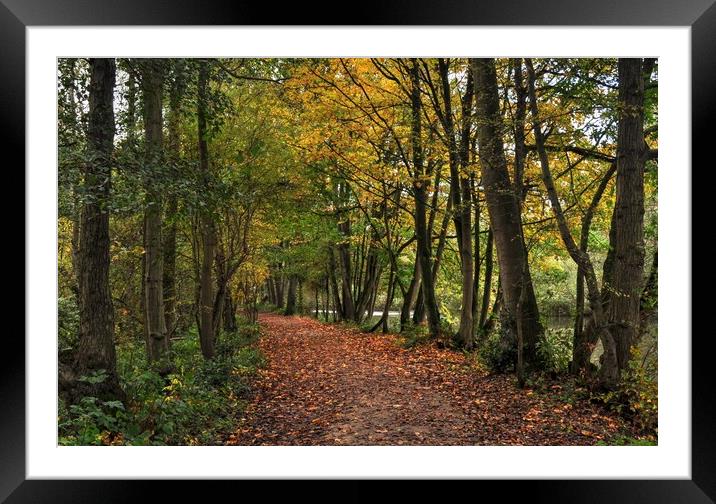 Natures walkway Framed Mounted Print by Jon Fixter