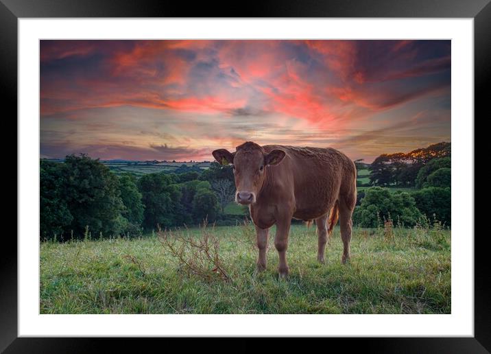 A brown cow standing on top of a lush green field  Framed Mounted Print by Kevin Snelling