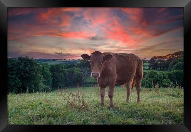 A brown cow standing on top of a lush green field  Framed Print by Kevin Snelling