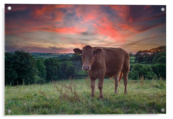 A brown cow standing on top of a lush green field  Acrylic by Kevin Snelling