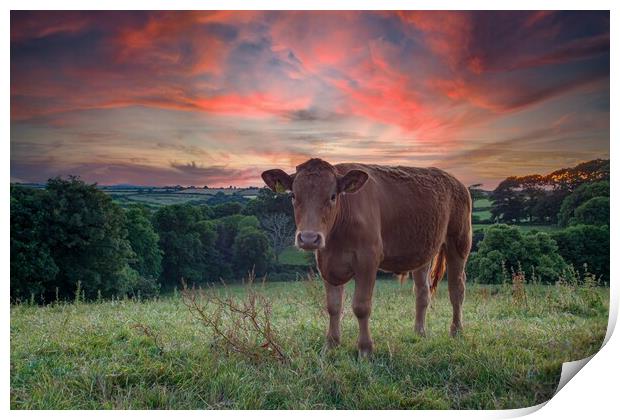 A brown cow standing on top of a lush green field  Print by Kevin Snelling