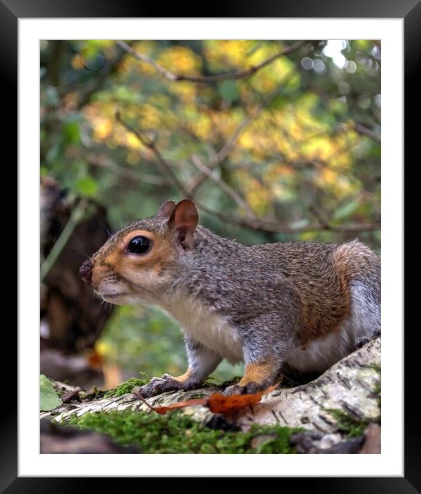 squirrel on a branch Framed Mounted Print by Jon Fixter