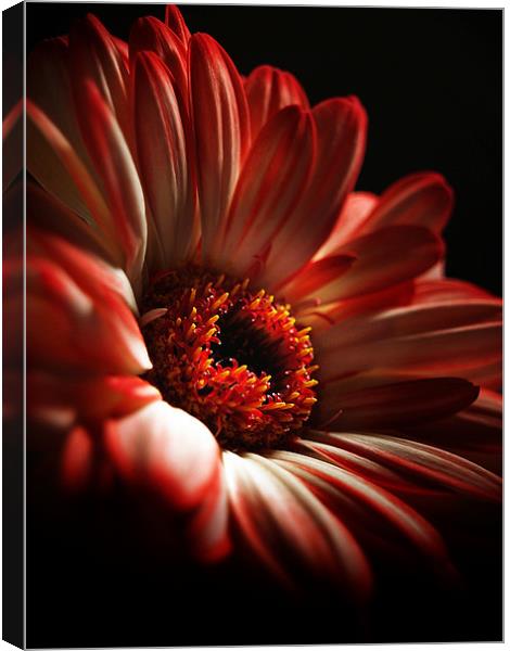 A Floral Redhead Canvas Print by Aj’s Images