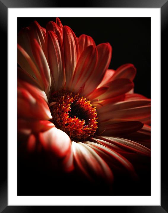 A Floral Redhead Framed Mounted Print by Aj’s Images