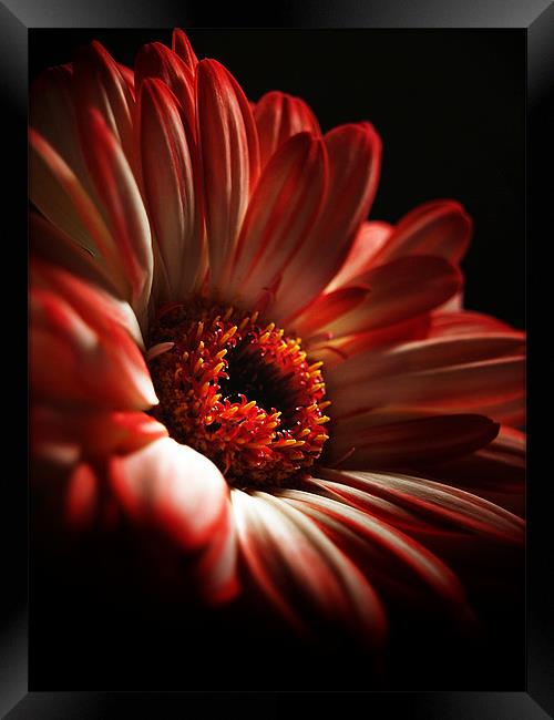 A Floral Redhead Framed Print by Aj’s Images