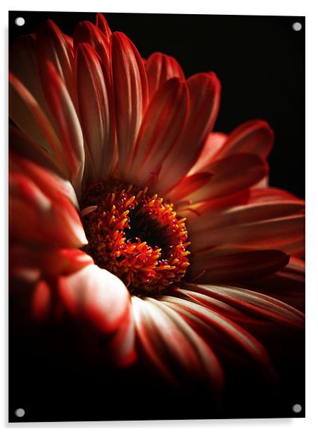 A Floral Redhead Acrylic by Aj’s Images