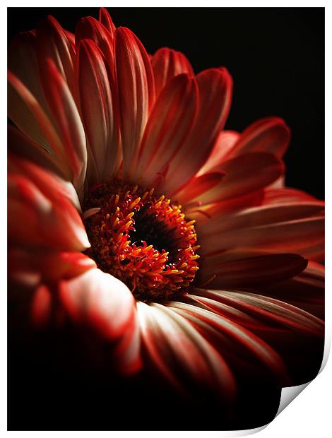 A Floral Redhead Print by Aj’s Images