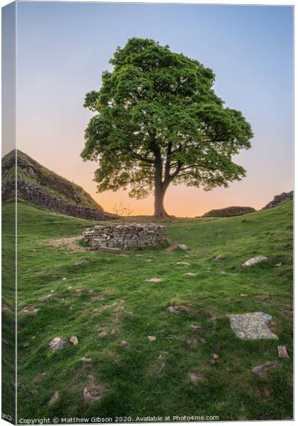 Beautiful landscape image of Sycamore Gap at Hadrian's Wall in Northumberland at sunset with fantastic late Spring light Canvas Print by Matthew Gibson