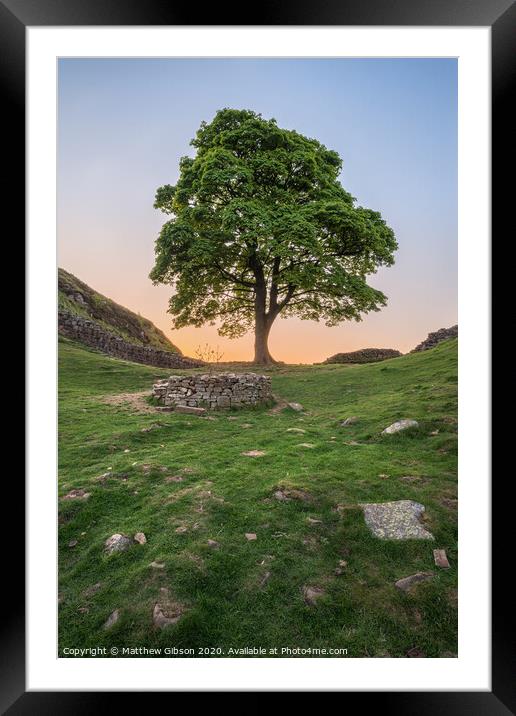 Beautiful landscape image of Sycamore Gap at Hadrian's Wall in Northumberland at sunset with fantastic late Spring light Framed Mounted Print by Matthew Gibson