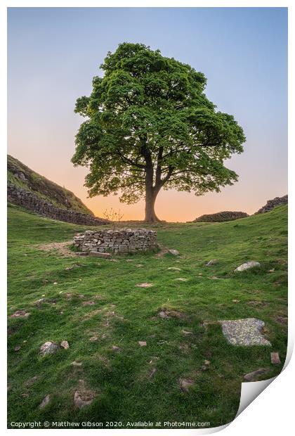 Beautiful landscape image of Sycamore Gap at Hadrian's Wall in Northumberland at sunset with fantastic late Spring light Print by Matthew Gibson