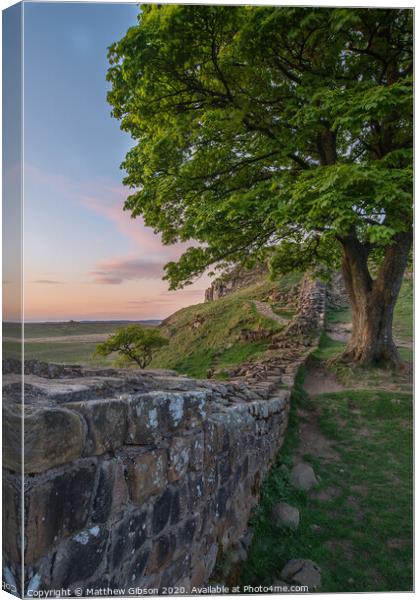Beautiful landscape image of Sycamore Gap at Hadrian's Wall in Northumberland at sunset with fantastic late Spring light Canvas Print by Matthew Gibson