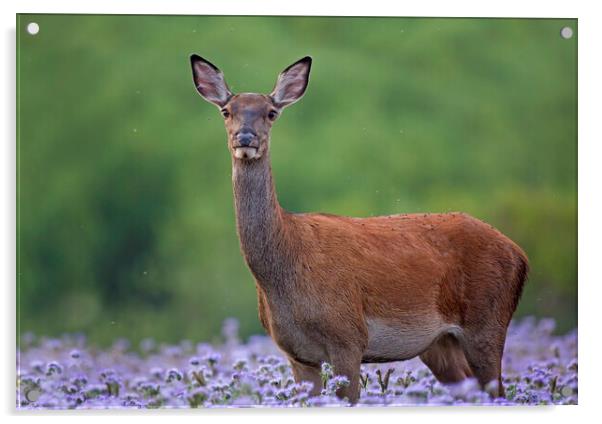Red Deer Hind Acrylic by Arterra 