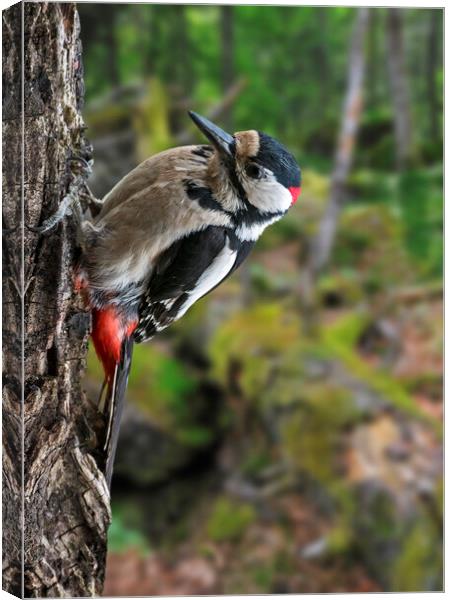 Great Spotted Woodpecker in Forest Canvas Print by Arterra 