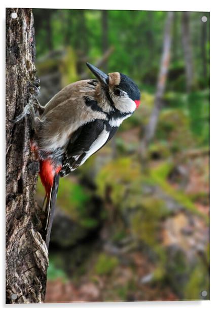 Great Spotted Woodpecker in Forest Acrylic by Arterra 