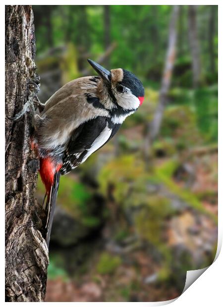 Great Spotted Woodpecker in Forest Print by Arterra 