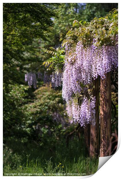 Purple wisteria draping over garden ornaments in Summer growth landscape Print by Matthew Gibson