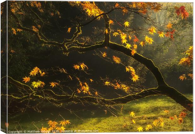 Beautiful golden Autumn leaves with bright backlighting from sunrise Canvas Print by Matthew Gibson