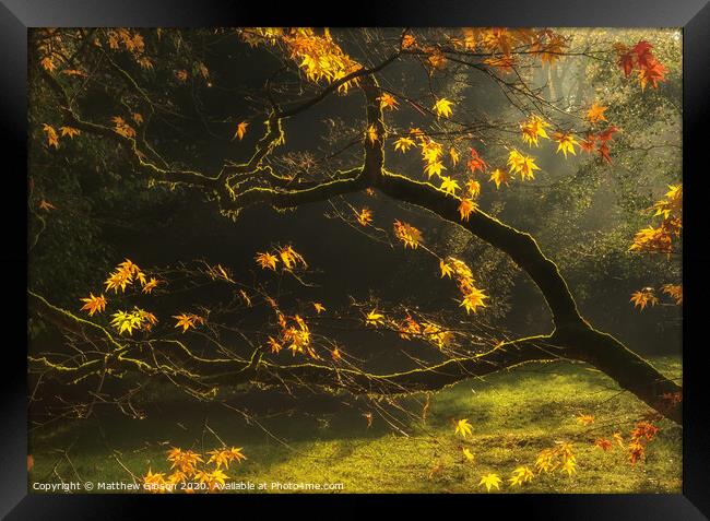 Beautiful golden Autumn leaves with bright backlighting from sunrise Framed Print by Matthew Gibson