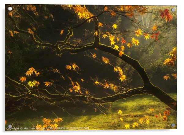 Beautiful golden Autumn leaves with bright backlighting from sunrise Acrylic by Matthew Gibson