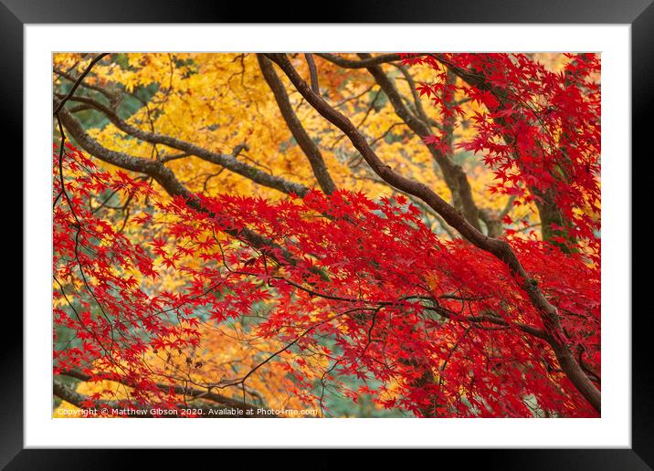 Beautiful colorful vibrant red and yellow Japanese Maple trees in Autumn Fall forest woodland landscape detail in English countryside Framed Mounted Print by Matthew Gibson