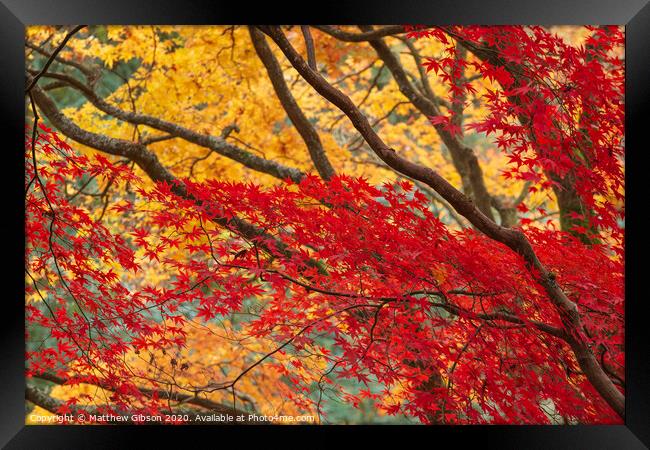 Beautiful colorful vibrant red and yellow Japanese Maple trees in Autumn Fall forest woodland landscape detail in English countryside Framed Print by Matthew Gibson