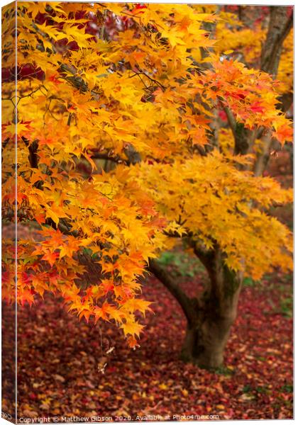 Beautiful colorful vibrant red and yellow Japanese Maple trees in Autumn Fall forest woodland landscape detail in English countryside Canvas Print by Matthew Gibson