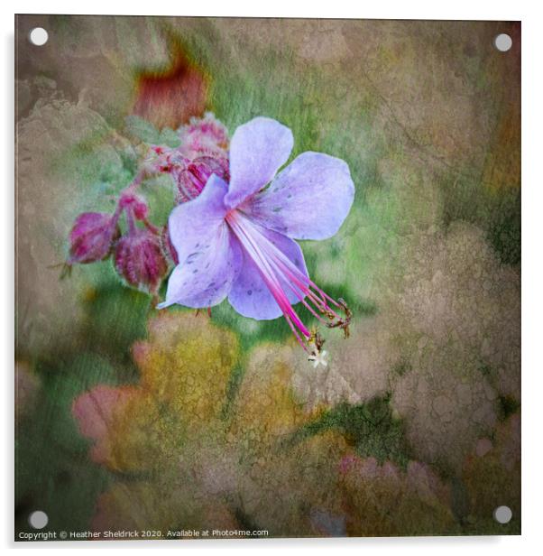 English Garden Flower with textures wall art Acrylic by Heather Sheldrick
